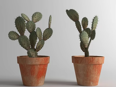 Green Potted Cactus Succulent Plants In Terracotta Pots For Indoor Decor 3d model