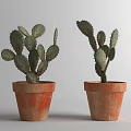 Green Potted Cactus Succulent Plants In Terracotta Pots For Indoor Decor