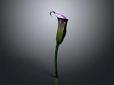 Elegant Purple Calla Lily with Curved Petal and Slender Green Stem on Gray Background 3d model
