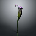Elegant Purple Calla Lily with Curved Petal and Slender Green Stem on Gray Background