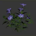 Decorative Garden Plant With Vibrant Purple Flowers And Lush Green Leaves For Outdoor Spaces