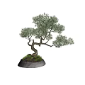 Beautiful Bonsai Arbor With Twisted Trunk And Lush Green Foliage In Pot