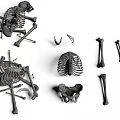 Detailed Human Skeleton Organs With Rib Cage Pelvis And Various Bone Structures 3d model