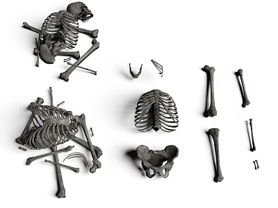 Detailed Human Skeleton Organs With Rib Cage Pelvis And Various Bone Structures 3d model