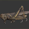 grasshopper insect cartoon locust animation locust anime locust anime game character 3d model