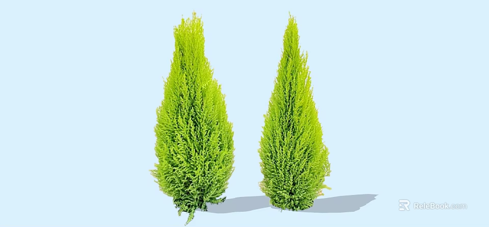 Two Green Conical Arborvitae Trees With Lush Foliage In Blue Background 3d model