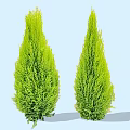Two Green Conical Arborvitae Trees With Lush Foliage In Blue Background 3d model