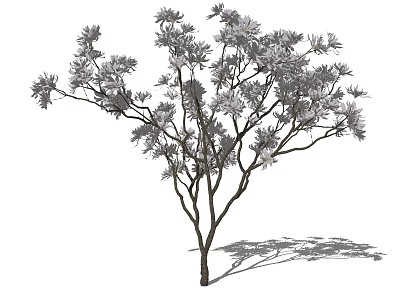 Arbor With Dark Trunk Lush Foliage And Multiple Branches Casting Shadow 3d model