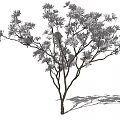 Arbor With Dark Trunk Lush Foliage And Multiple Branches Casting Shadow