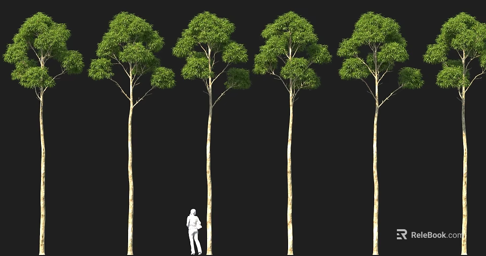 Row of Tall Green Trees With Slender Trunks And Person Standing Beside 3d model 