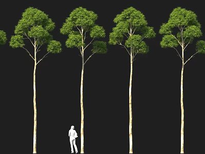 Row of Tall Green Trees With Slender Trunks And Person Standing Beside 3d model