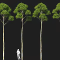 Row of Tall Green Trees With Slender Trunks And Person Standing Beside