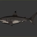 Realistic Shark 3D Model With Open Mouth And Sharp Teeth Details 3d model