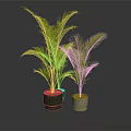 Green potted plants in green and white pots.