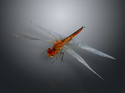 Close Up Orange Dragonfly With Transparent Wings Flying On Gray Background 3d model