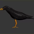 Black Bird with Orange Beak and Feet Standing on Dark Reflective Surface