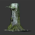Ancient Tree Stump With Lush Green Moss On Trunk And Leaf Covered Ground
