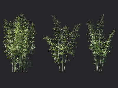Three Clusters Of Lush Green Bamboo Plants On Dark Background 3d model