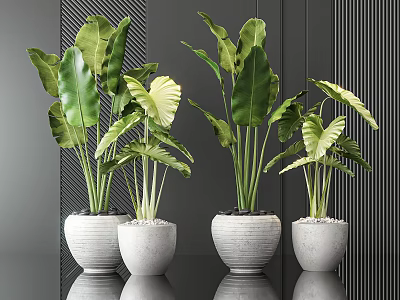 Potted Plants With Large Green Leaves In White Pots On Black Tabletop 3d model