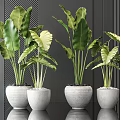 Potted Plants With Large Green Leaves In White Pots On Black Tabletop