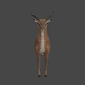 Realistic 3D Antelope Model With Long Curved Horns Standing Isolated On White