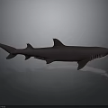 Realistic Dark Shark 3D Model With Detailed Fins And Gray Background Reflection