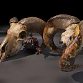 Medical Devices Anatomical Sheep Skull Models With Horns For Educational Use