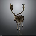 Deer With Large Antlers Gray And White Coat Standing On Dark Background With Reflection