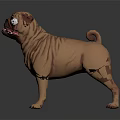 Light Brown Pug Dog 3D Model With Wrinkled Skin Standing On Dark Background