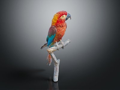 Modern Parrot Xuan Feng Parrot Budgie Shang Parrot 3d model