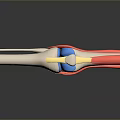 3D Knee Joint Anatomy Model With Ligaments Cartilage And Muscle Tissues