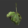 Wilted Plant Leaf with Green and Purple Hues Visible Veins on Dark Background