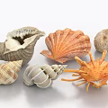 Decorative Ornament Set With Natural Seashell Conch Scallop Starfish And Marine Designs