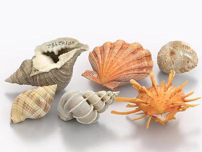 Decorative Ornament Set With Natural Seashell Conch Scallop Starfish And Marine Designs 3d model