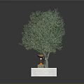 Two Green Trees Planted In White Rectangular Base With Brown Soil And Small Orange Decoration