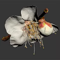 Blooming White Flower With Petals Stamens And Buds On Brown Branch Gray Background