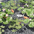 Aquatic Plants in Garden Pond with Lily Pads Pink Flowers Koi Fish Rocks and Moss