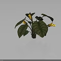 Tropical Plant With Large Green Patterned Leaves Thick Stems And Yellow Spotted Flowers
