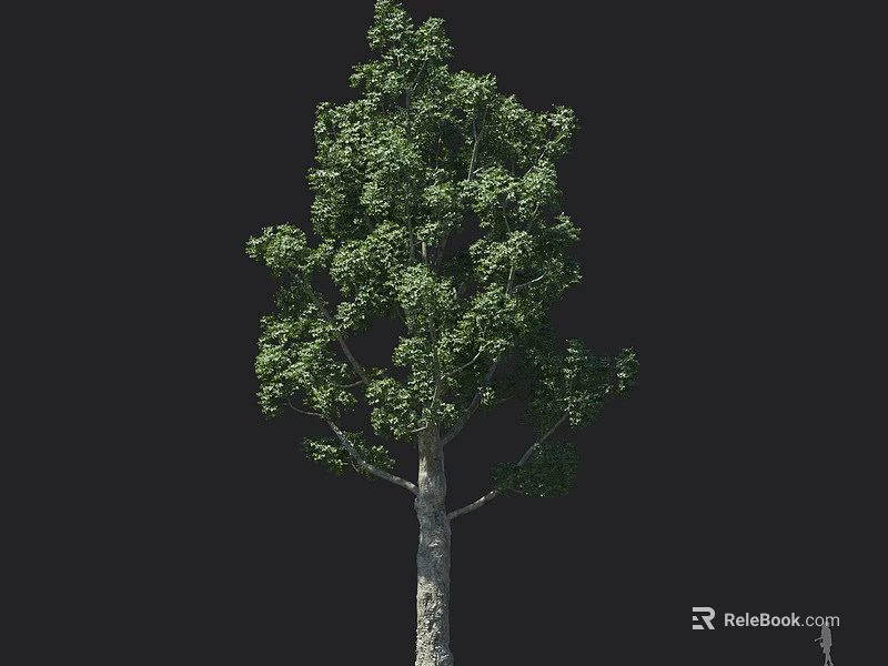 Lush Green Arbor Tree With Thick Trunk And Dense Foliage On Black Background 3d model 