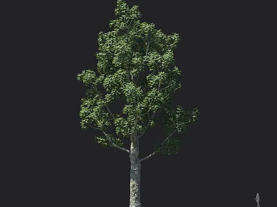 Lush Green Arbor Tree With Thick Trunk And Dense Foliage On Black Background 3d model