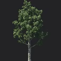 Lush Green Arbor Tree With Thick Trunk And Dense Foliage On Black Background