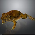 Brown Toad With Rough Skin And Bulging Eyes On Smooth Surface 3d model