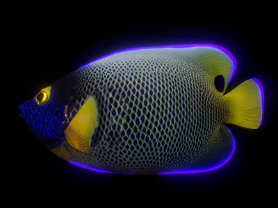 Vibrant Tropical Angelfish With Blue Face Yellow Fins Net Like Body And Purple Edges 3d model