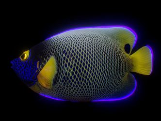 Modern Fish 3d model