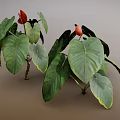 Tropical Indoor Plants With Large Green Leaves And Red Flowers For Home Decor
