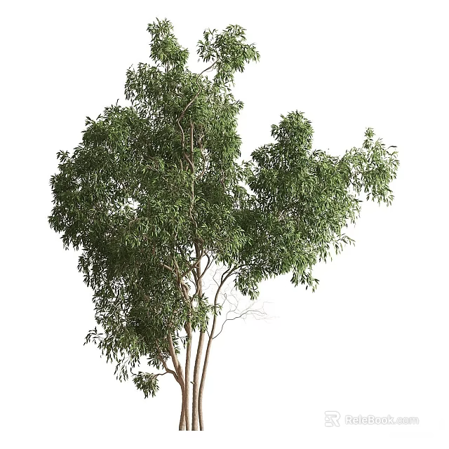 Lush Green Arbor Tree With Multiple Trunks And Natural Foliage 3d model 