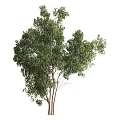 Lush Green Arbor Tree With Multiple Trunks And Natural Foliage