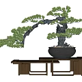Pine Bonsai Tree With Curved Trunk Lush Foliage In Black Pot On Wooden Bench