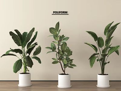 Three Lush Green Potted Plants In White Pots On Wooden Floor With Simple Wall Background 3d model