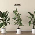 Three Lush Green Potted Plants In White Pots On Wooden Floor With Simple Wall Background
